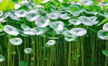 Centella Asiática, segredo da Ayurveda: benefícios para o Bem-Estar.